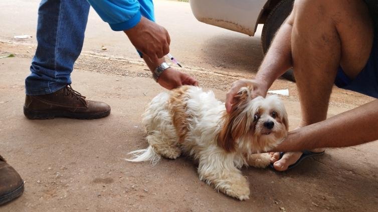 Vacinação antirrábica Cáceres: Campanha neste sábado