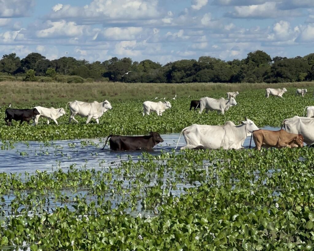 Gado nelore atravessando o pantanal
