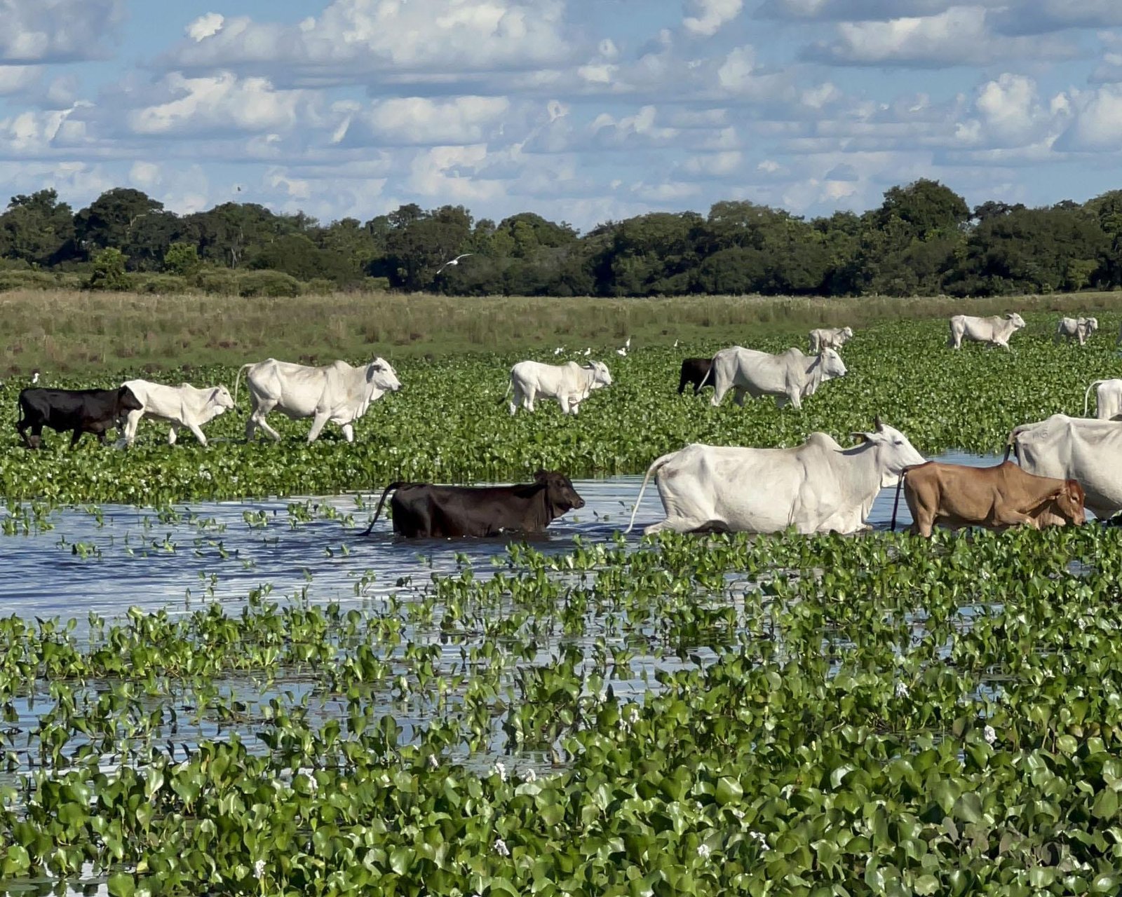 Gado nelore atravessando o pantanal