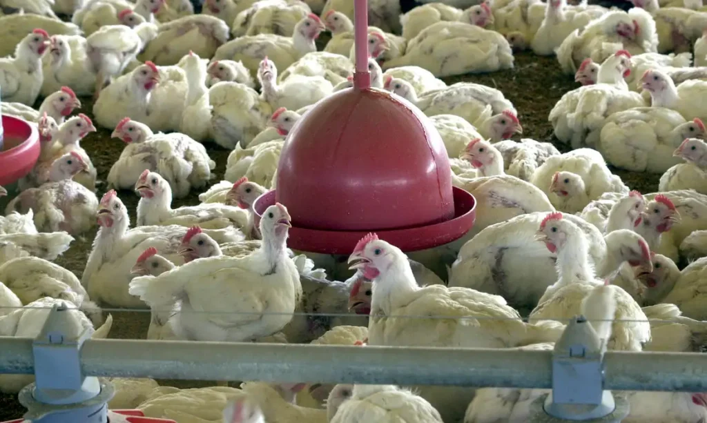 China libera frango RS: Fim de embargo após um ano e meio