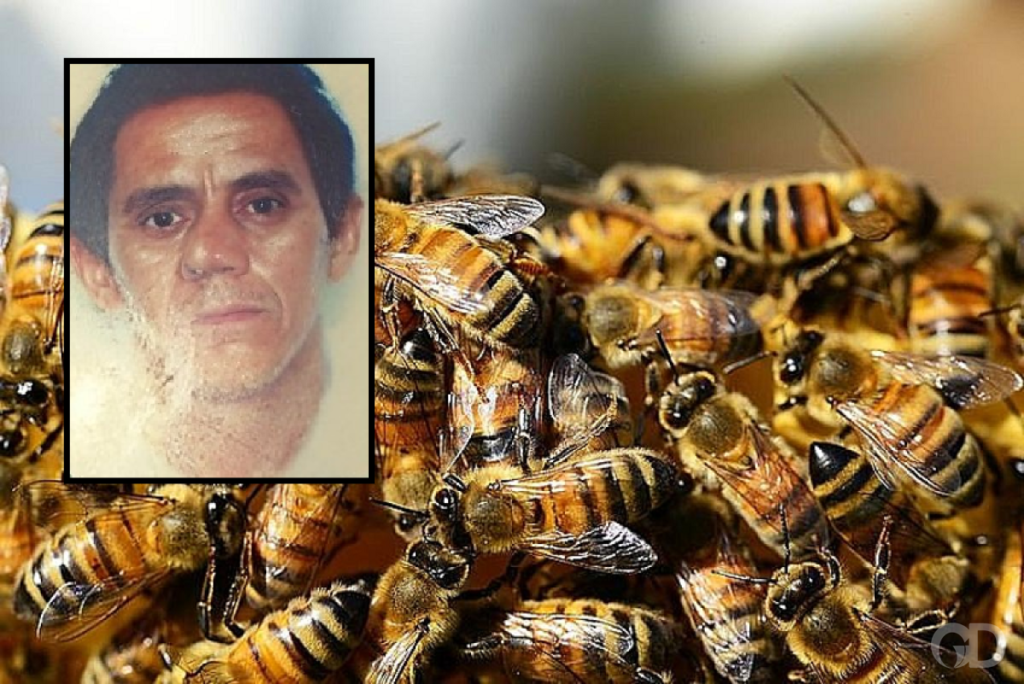 Trabalhador morre abelhas: Homem atacado em fazenda de Cáceres