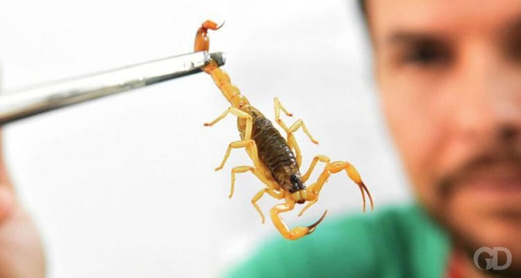Acidentes animais peçonhentos: MT registra 3.860 casos em 2025