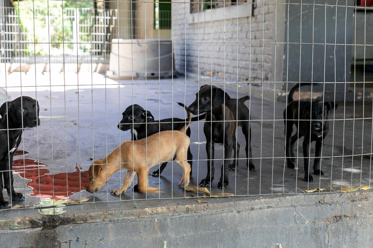 Maus-tratos animais: Projeto impede nomeação em Cuiabá