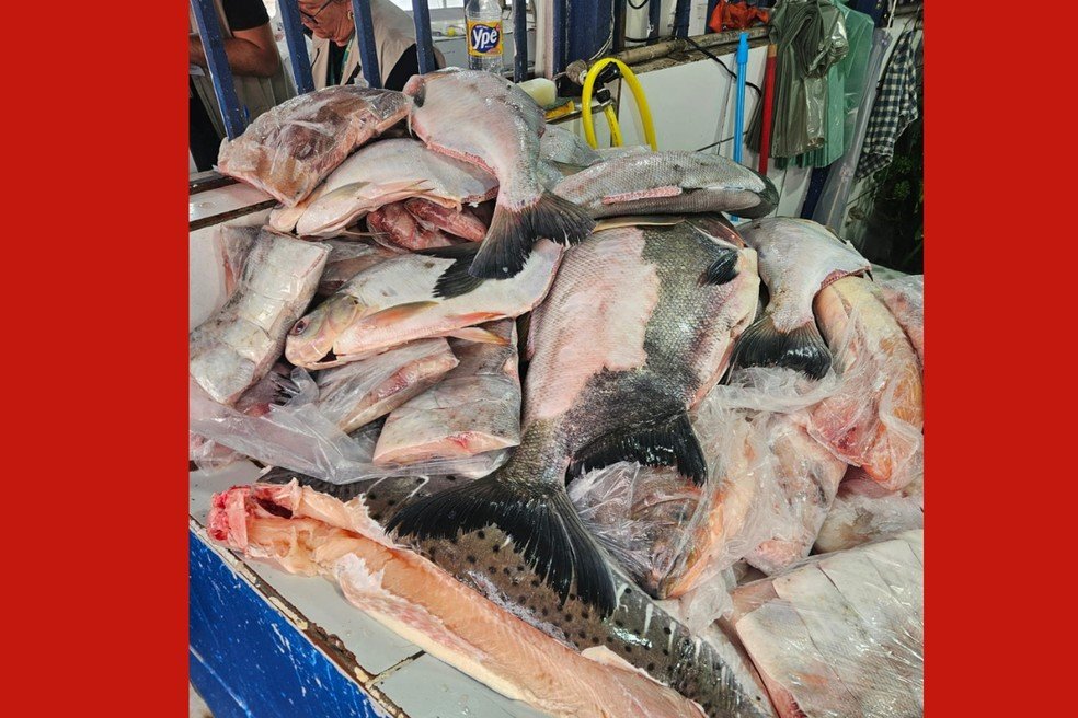 Apreensão de peixes: comerciantes presos em Cuiabá