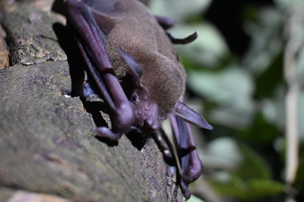 Pesquisa em morcegos identifica patógenos em MT