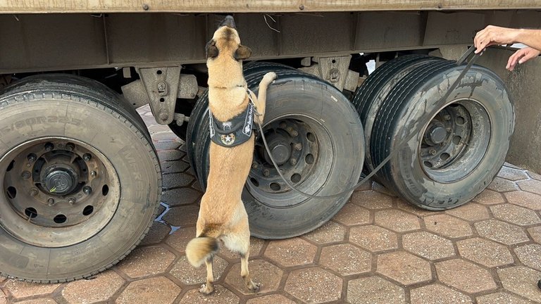 Tráfico interestadual de drogas: PF desarticula grupo