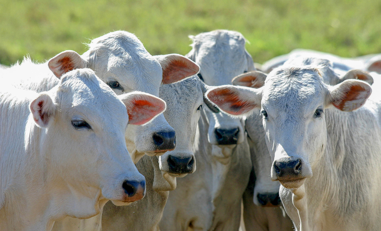Crédito para melhoramento genético: governo amplia acesso