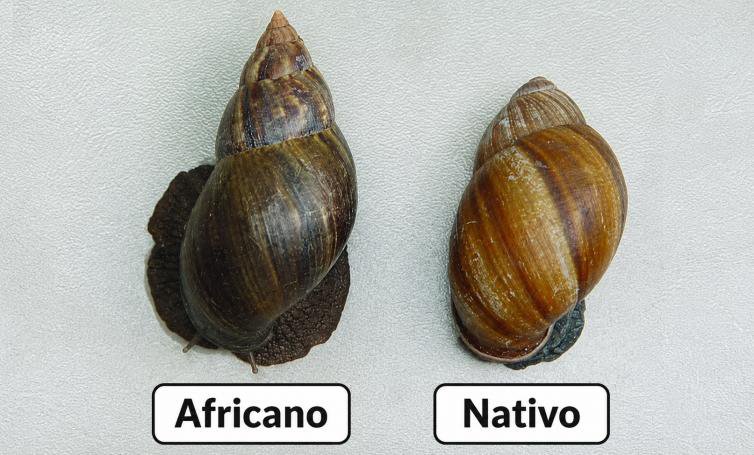 Manejo do caramujo africano: informações e controle em Cáceres