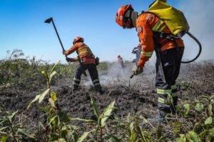 Seletivo de brigadistas temporários: Inscrições abertas nesta terça