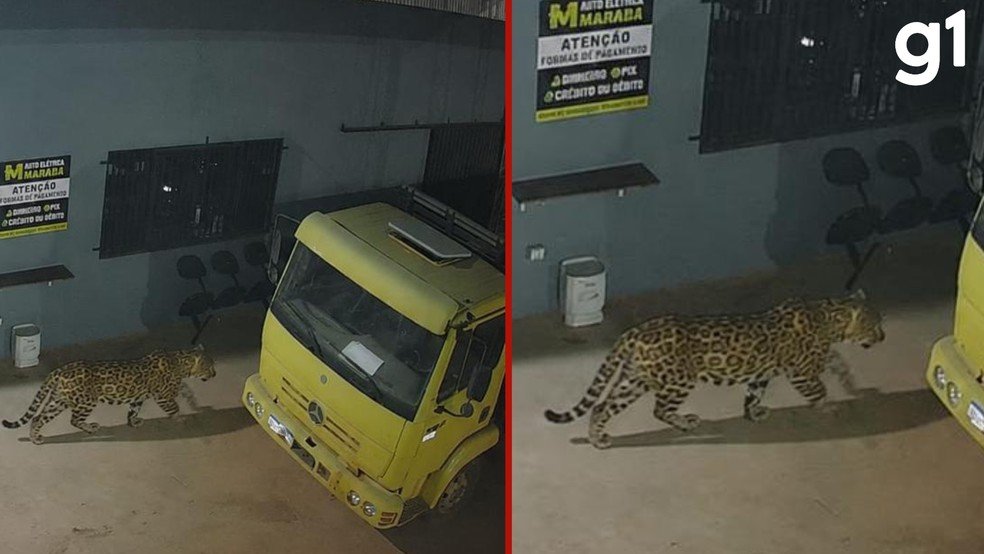 Montagem de onça-pintada em oficina de MT gera alerta