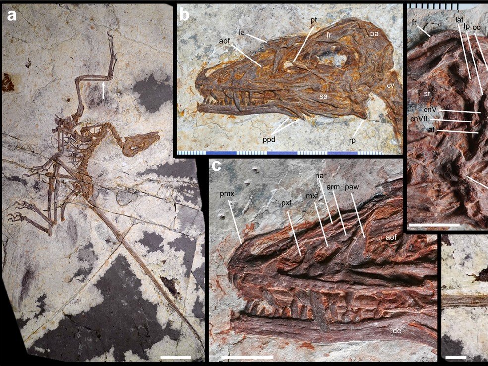 Fóssil de Norellraptor barsboldi, exemplar usado para descrever a nova espécie de dinossauro com penas.