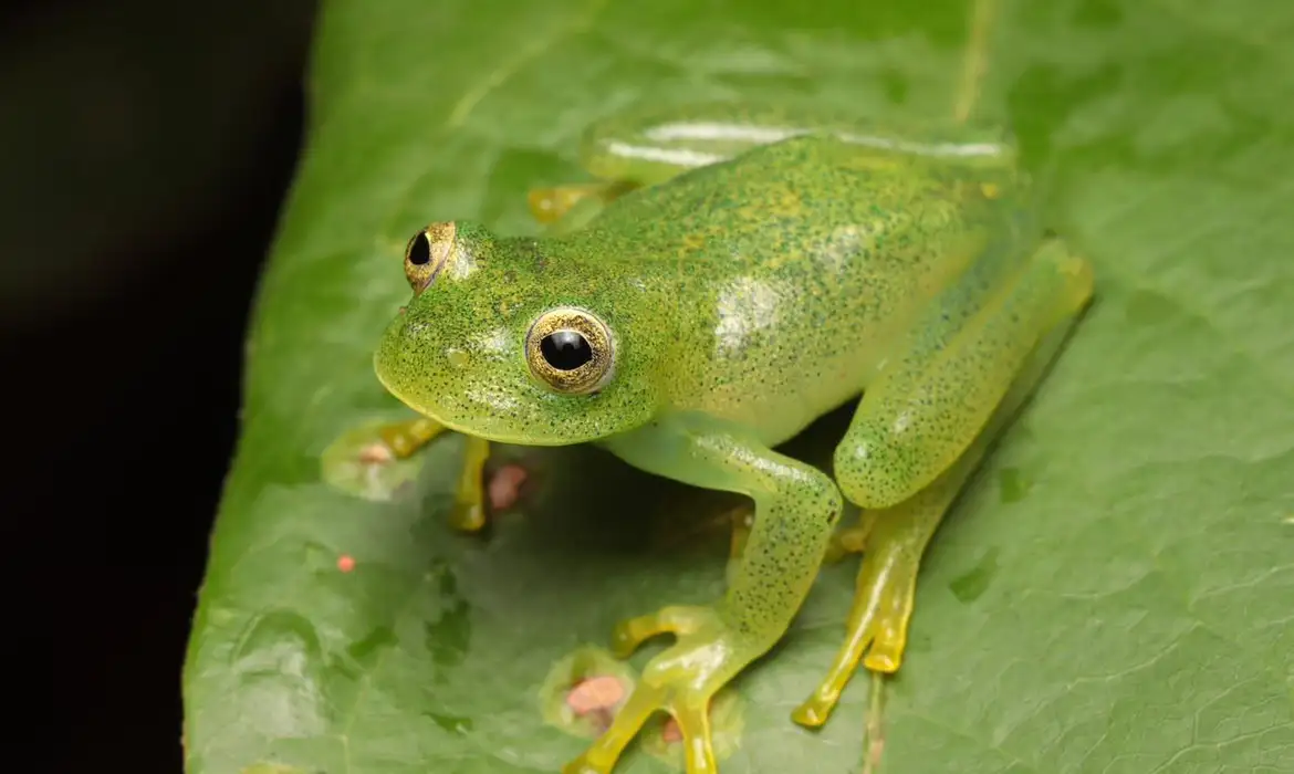 Nova espécie de rã-de-vidro é descrita no Cerrado de Goiás