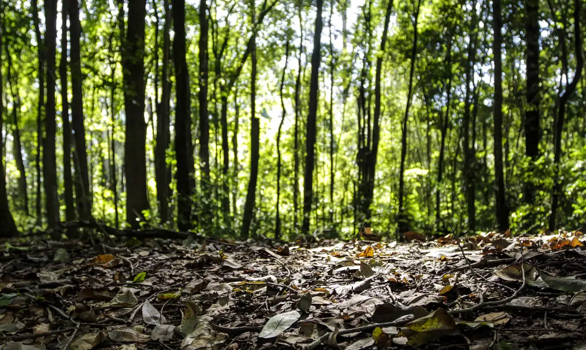 Produção florestal no Brasil alcança R$ 47,9 bilhões em 2025