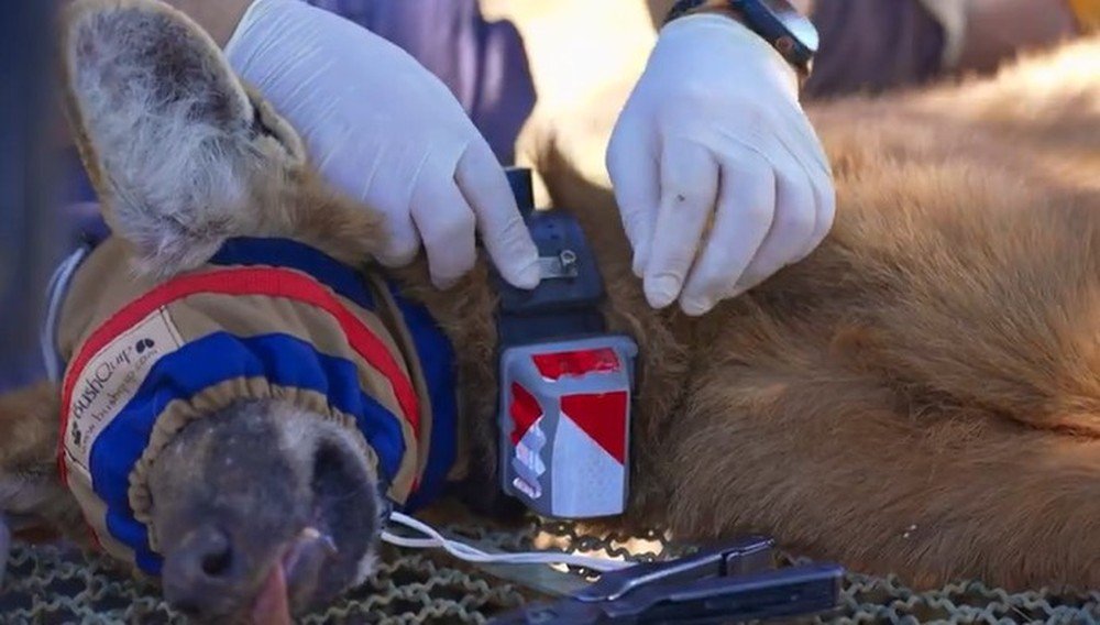 Pesquisadores no interior de São Paulo capturam lobos-guará para instalar coleiras de monitoramento