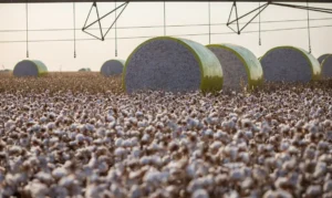 Mudança no mapa de Sorriso: cidade perde liderança agrícola