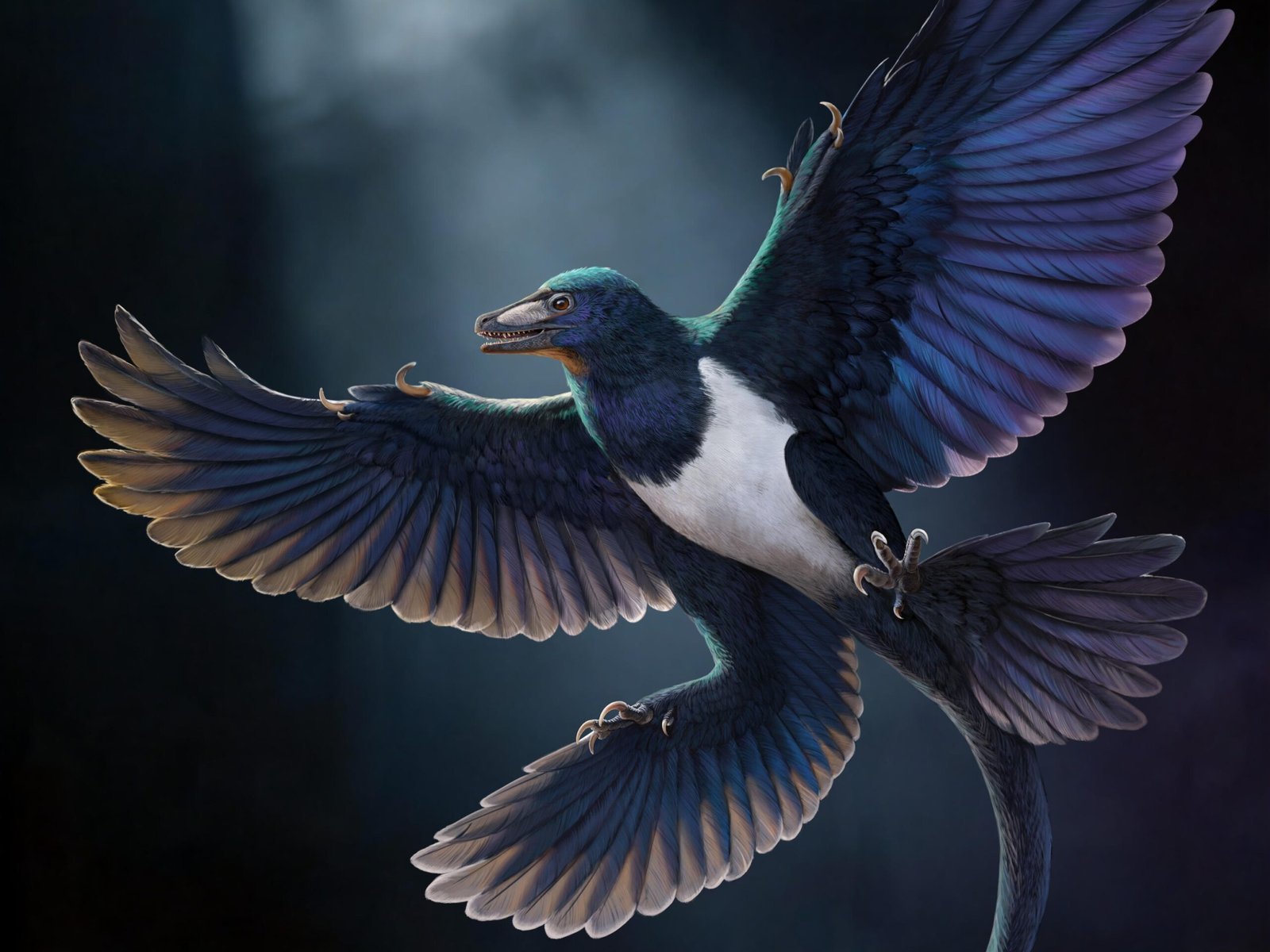 Descoberta de dinossauro com penas na China e a evolução do voo