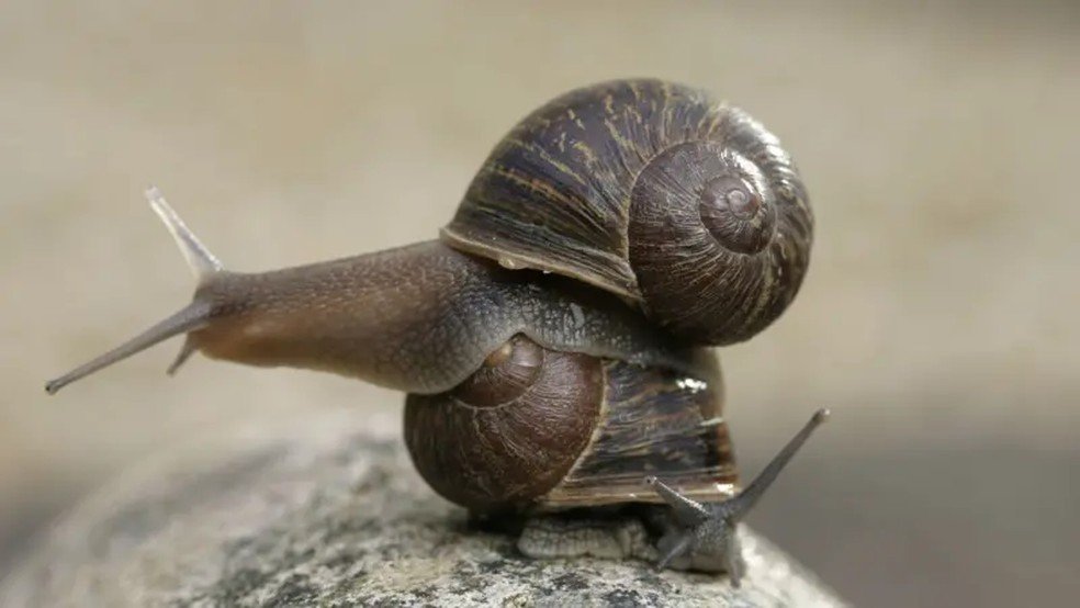 Quiralidade animal e conchas de caracóis