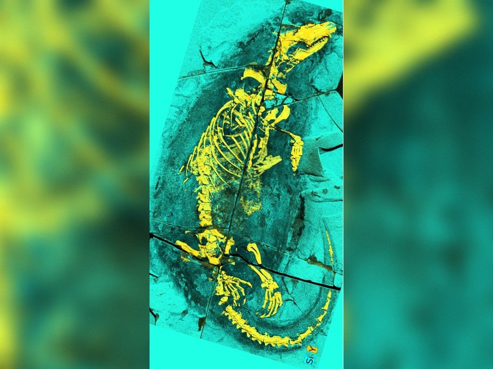 Fóssil do Megacauda analisado pelos pesquisadores, em imagem de fluorescência de raios X que destaca ossos e tecidos preservados.