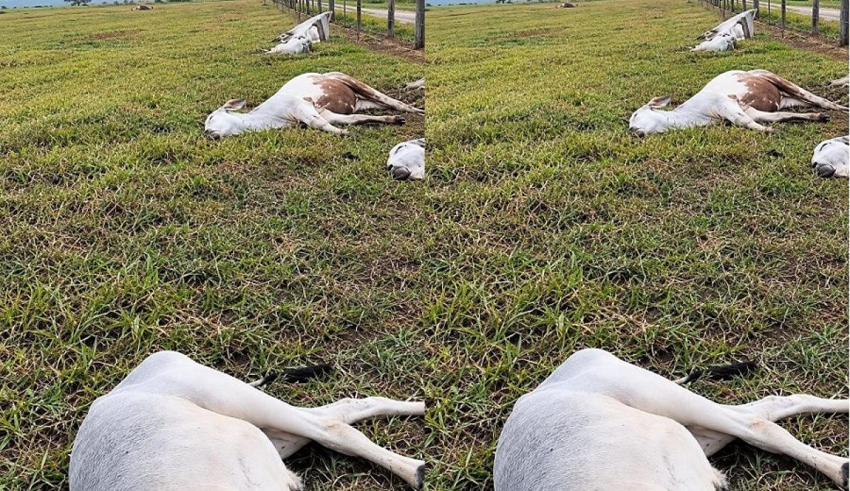 Temporal em Vila Bela: Gado morre e alagamentos atingem região