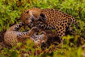 Turismo de observação da onça: pesquisa avalia impacto econômico