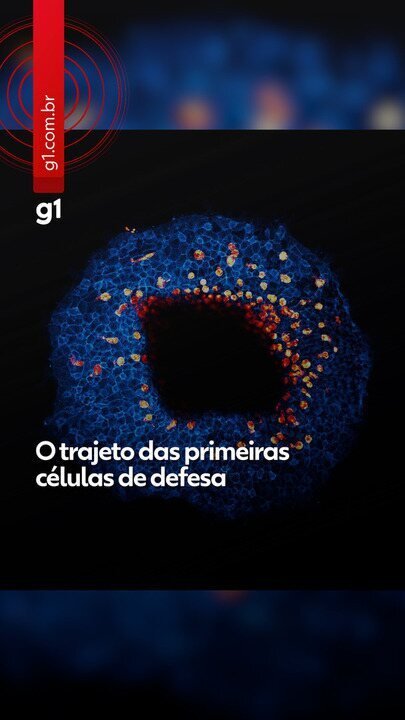 O trajeto das células de defesa: estudo revela caminho na infecção