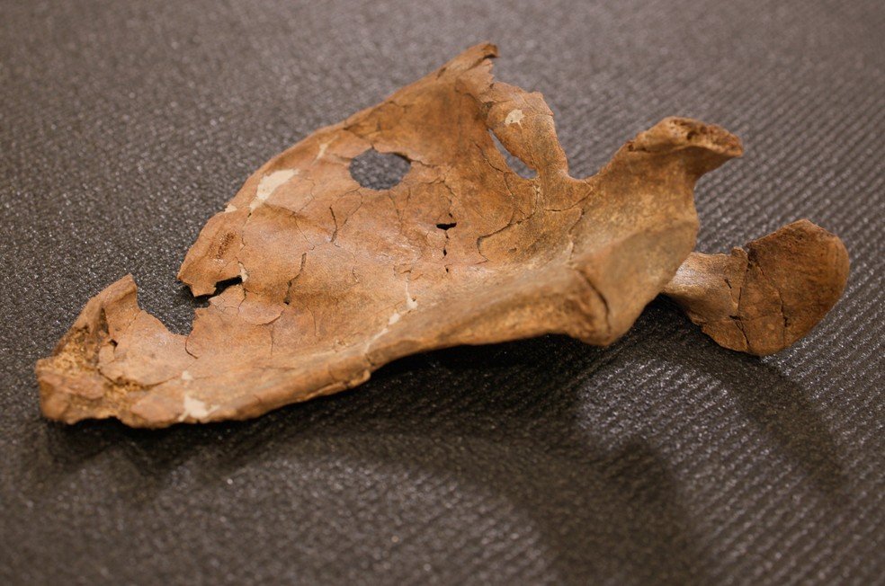 A morte de um neandertal por confronto direto no Paleolítico